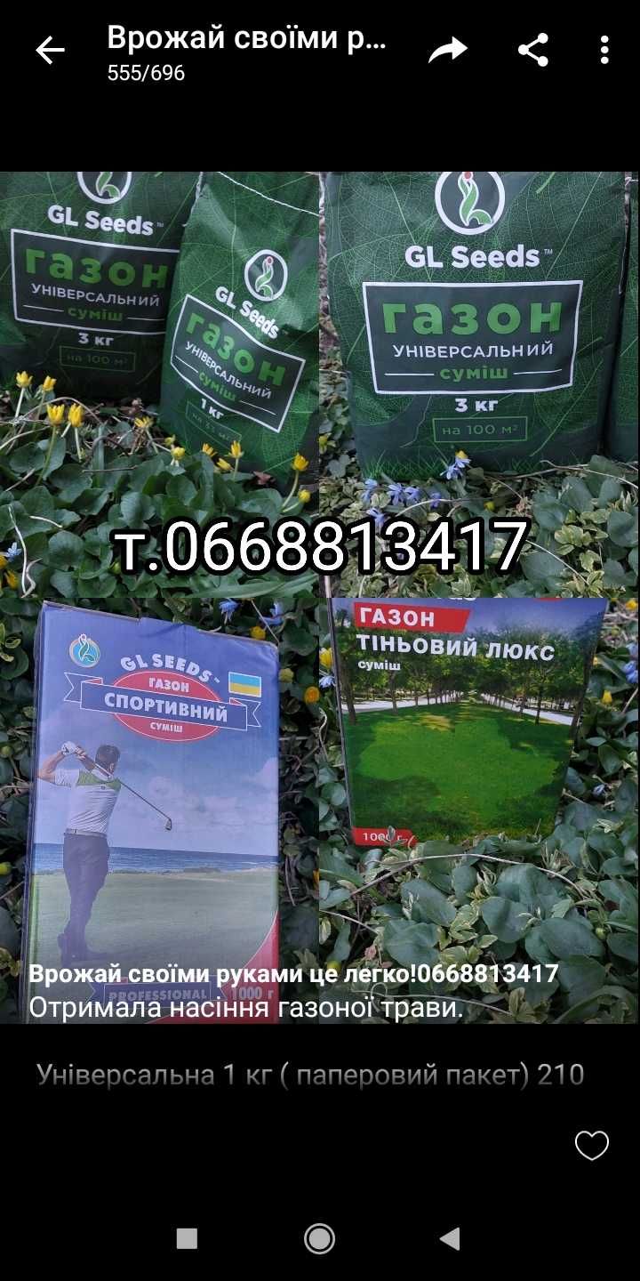 Насіння газоної трави Дюймовочка Універсал Спортивна Тіньовитривала