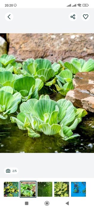 Plantas aquática de água doce para lago ou para interior ou exterior
