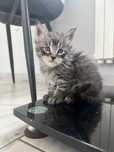 Kotki Maine coon