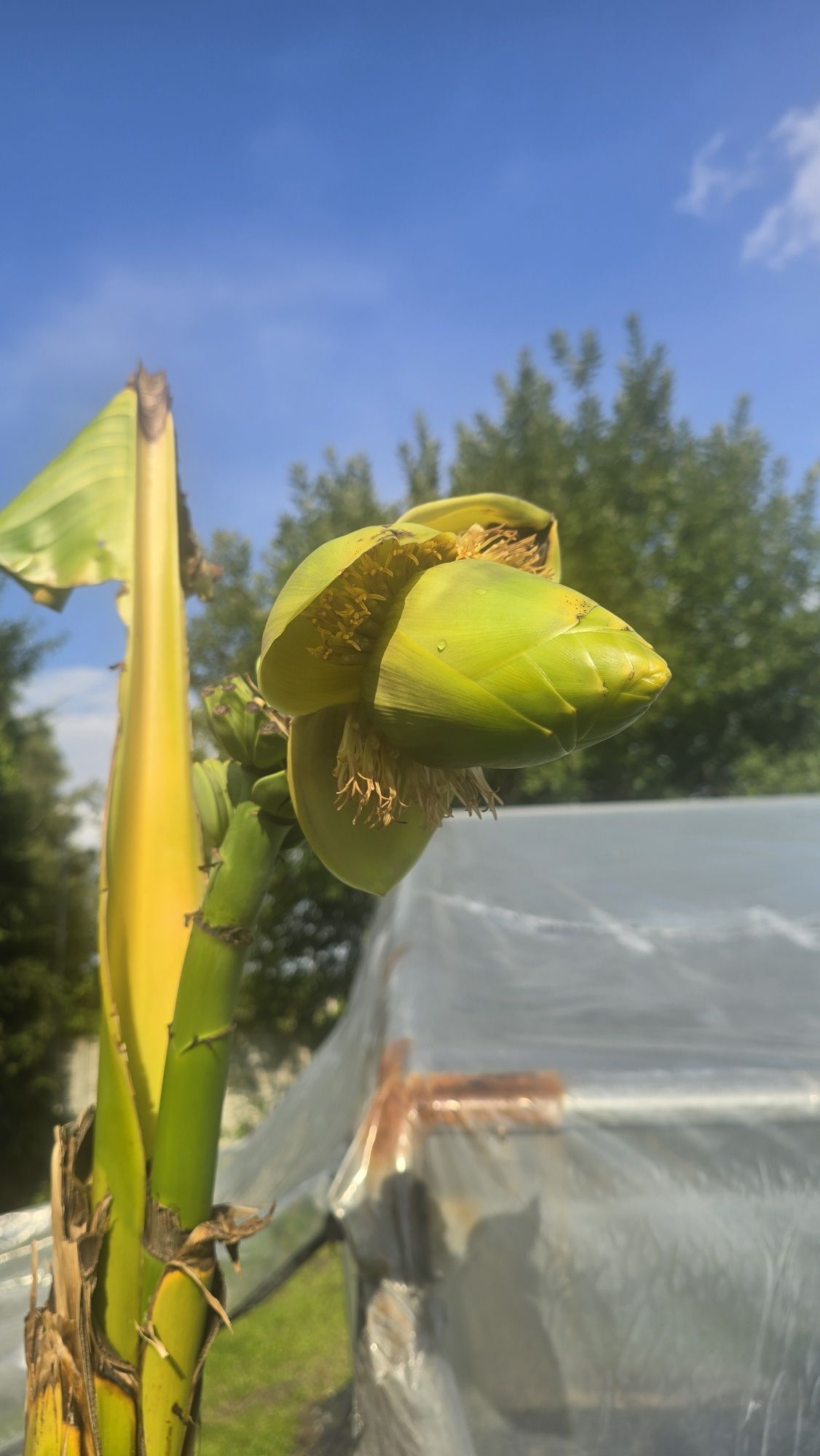 Bananowiec musa basjo