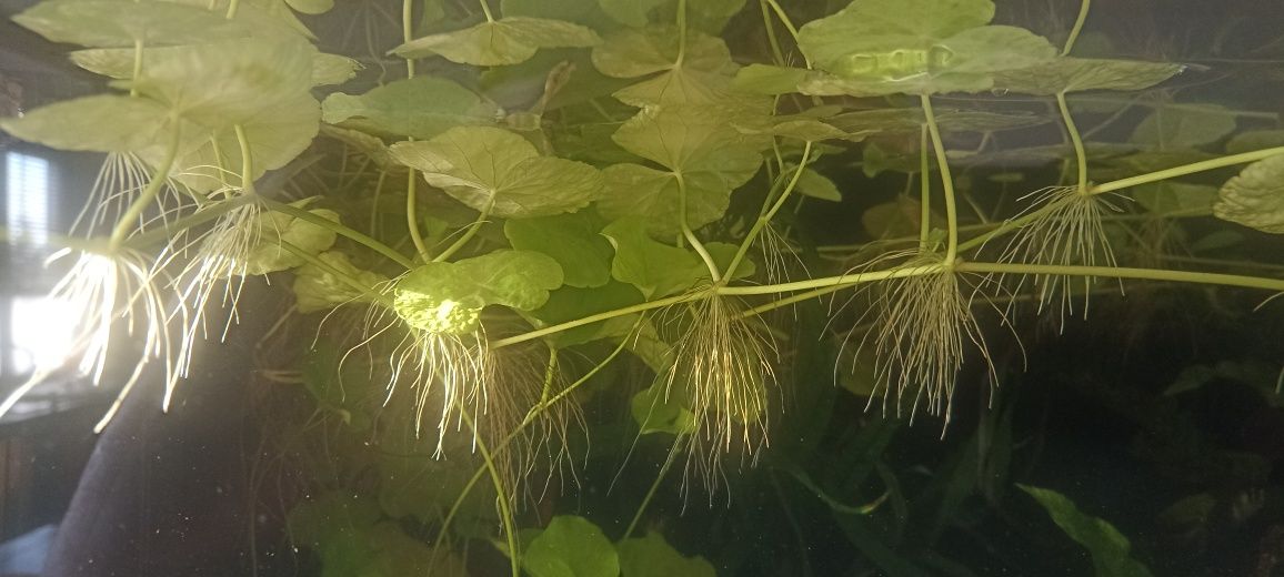 Hydrocotyle leucocephala