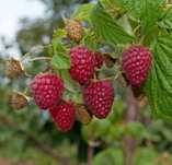 Sprzedam maliny  14 zł/ kg