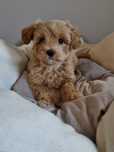 Maltańczyk pudel toy MALTIPOO piesek