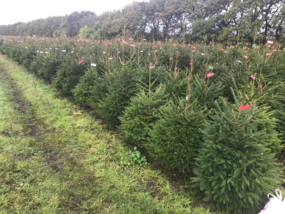 Jodła Kaukaska Donica