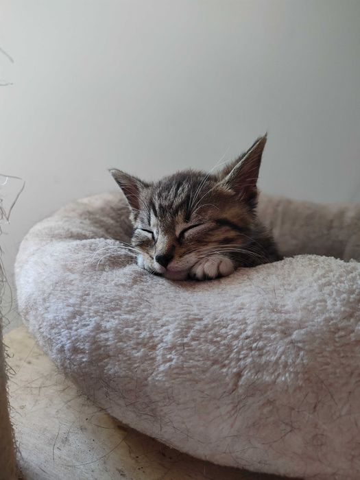 Kajtuś z Fundacji Miasto Kotów