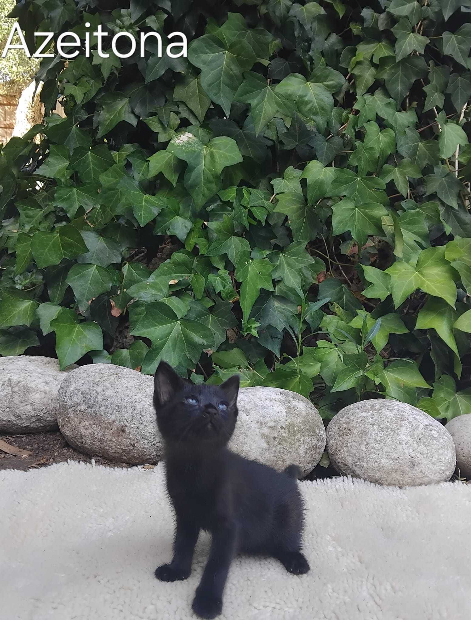 Gatinhos bebés para adoção consciente