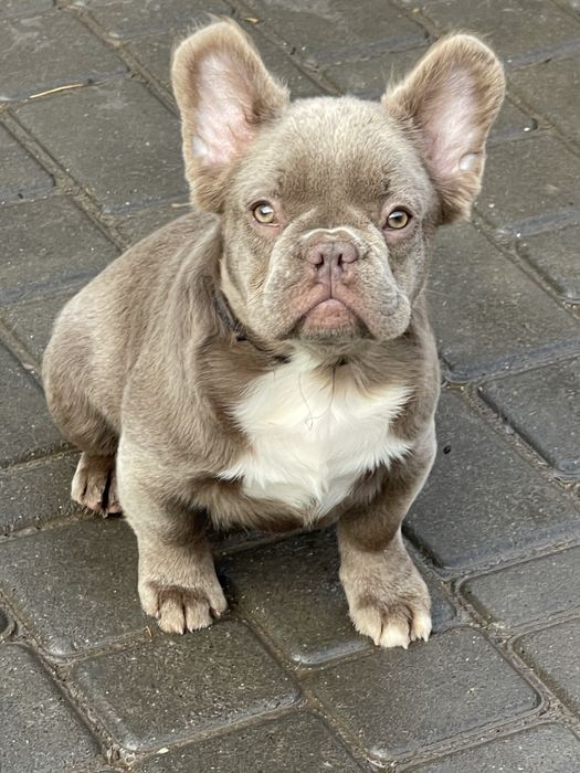 Красуня Изабелла Флаффи несет сасао.ВИП!