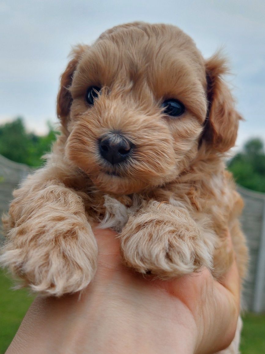 Piesek maltipoo maltańczyk+pudel red toy