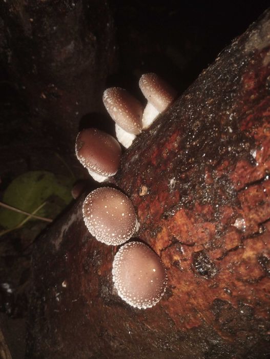 Shiitake fresco cultivado ao ar livre