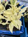 Hosta 'White Feather'