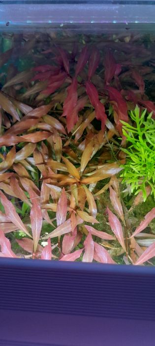 Ludwigia repens roślina akwariowa