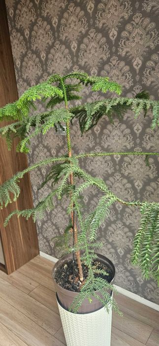 Araukaria kwiat doniczkowy