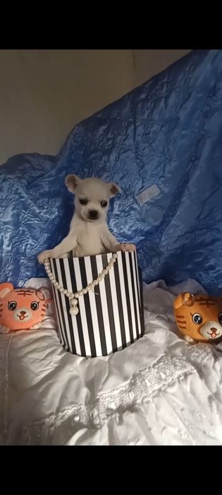 Продам білого хлопчіка чихуахуа