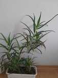 Aloes  kwiat leczniczy