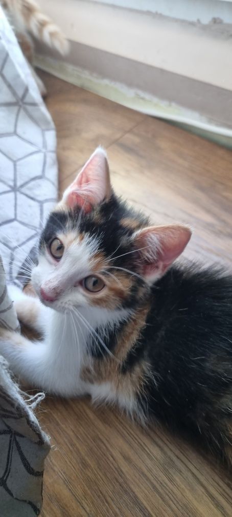 Kociaki do adopcji
