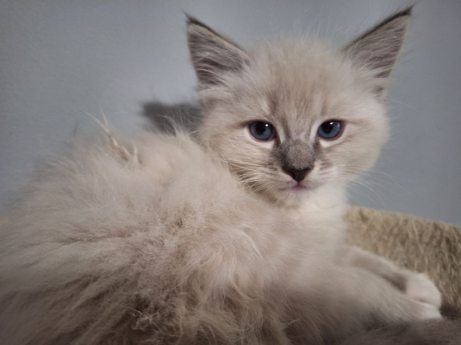 Ragdoll- chłopczyk blue point mitted lynx