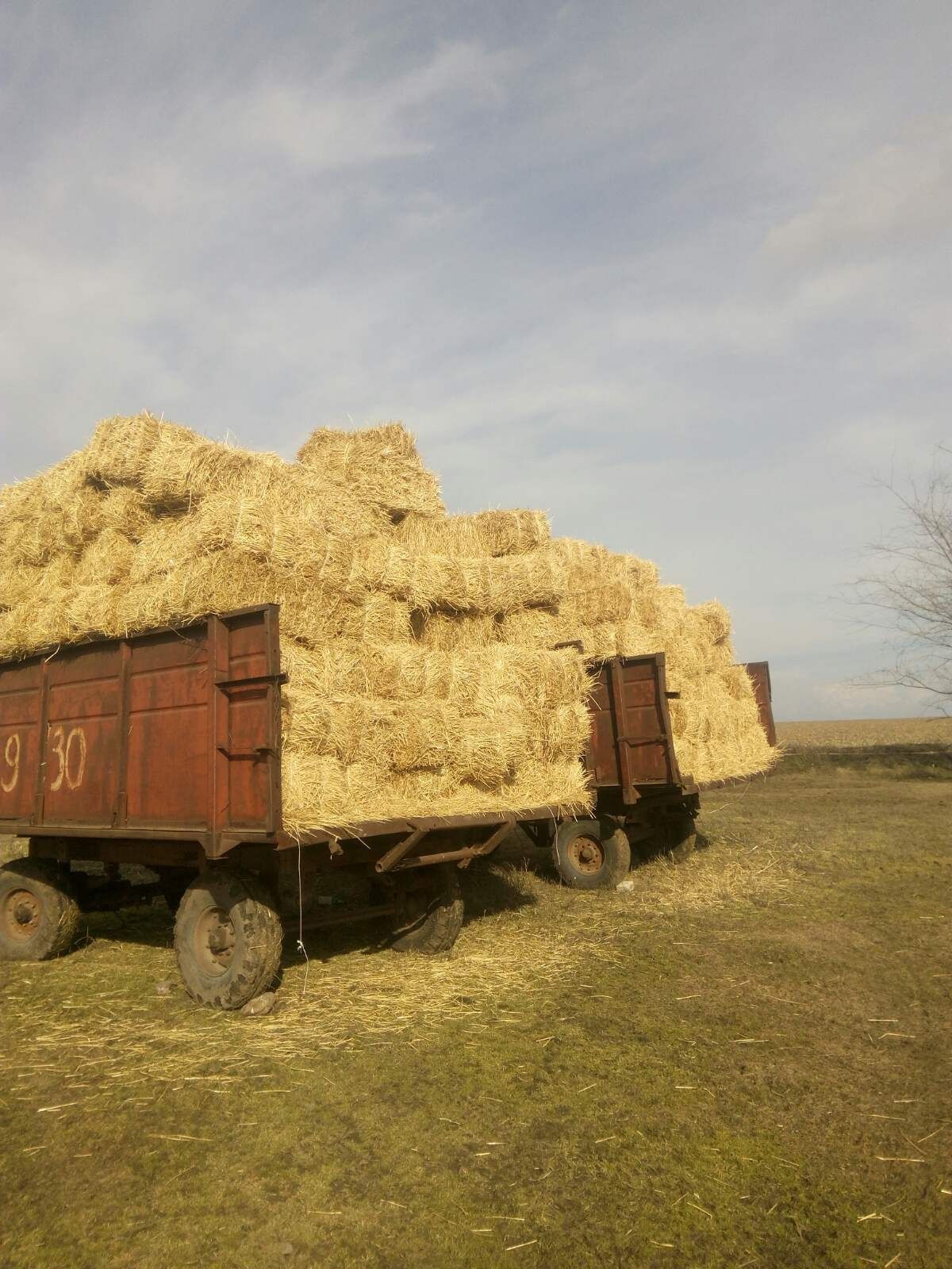 Солома с пшеницы