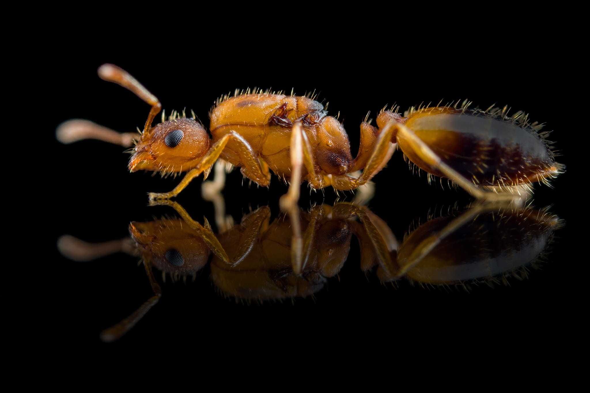 Mrówki - Kolonie Monomorium pharaonis - Agresywne, proste