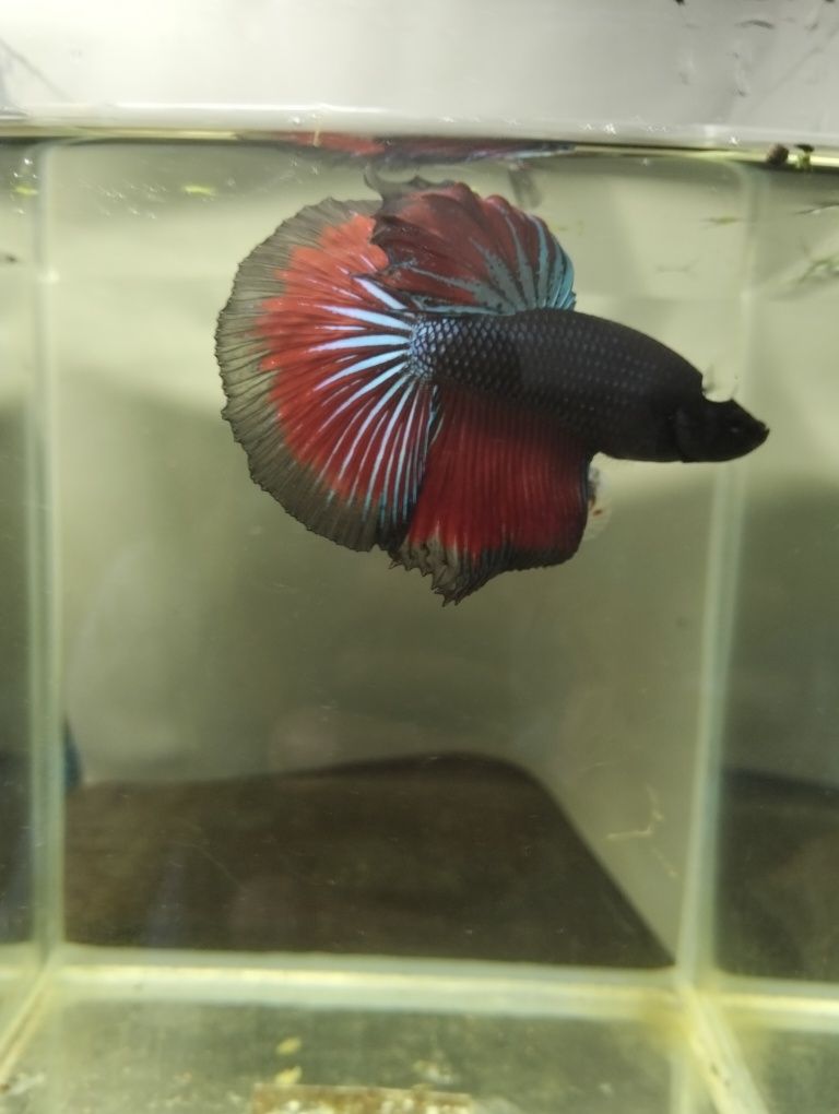 Bettas halfmoon macho
