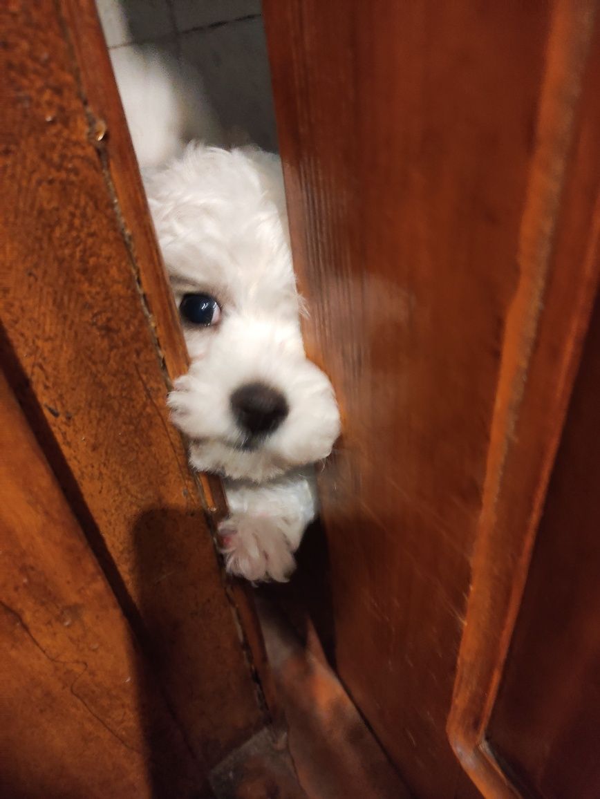 Bichon Frize з документами КСУ