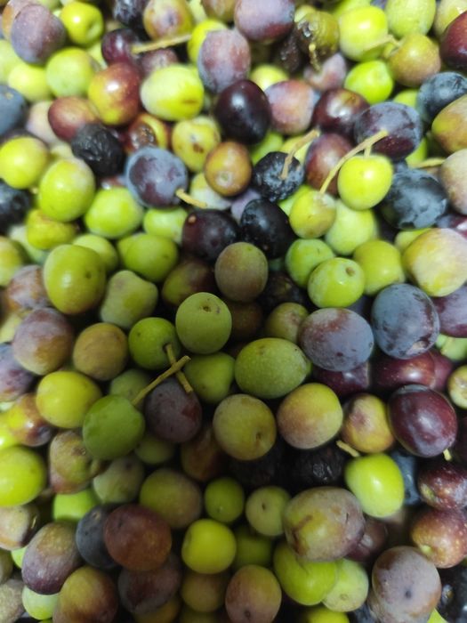 Vendo azeitonas, biológicas para conserva.