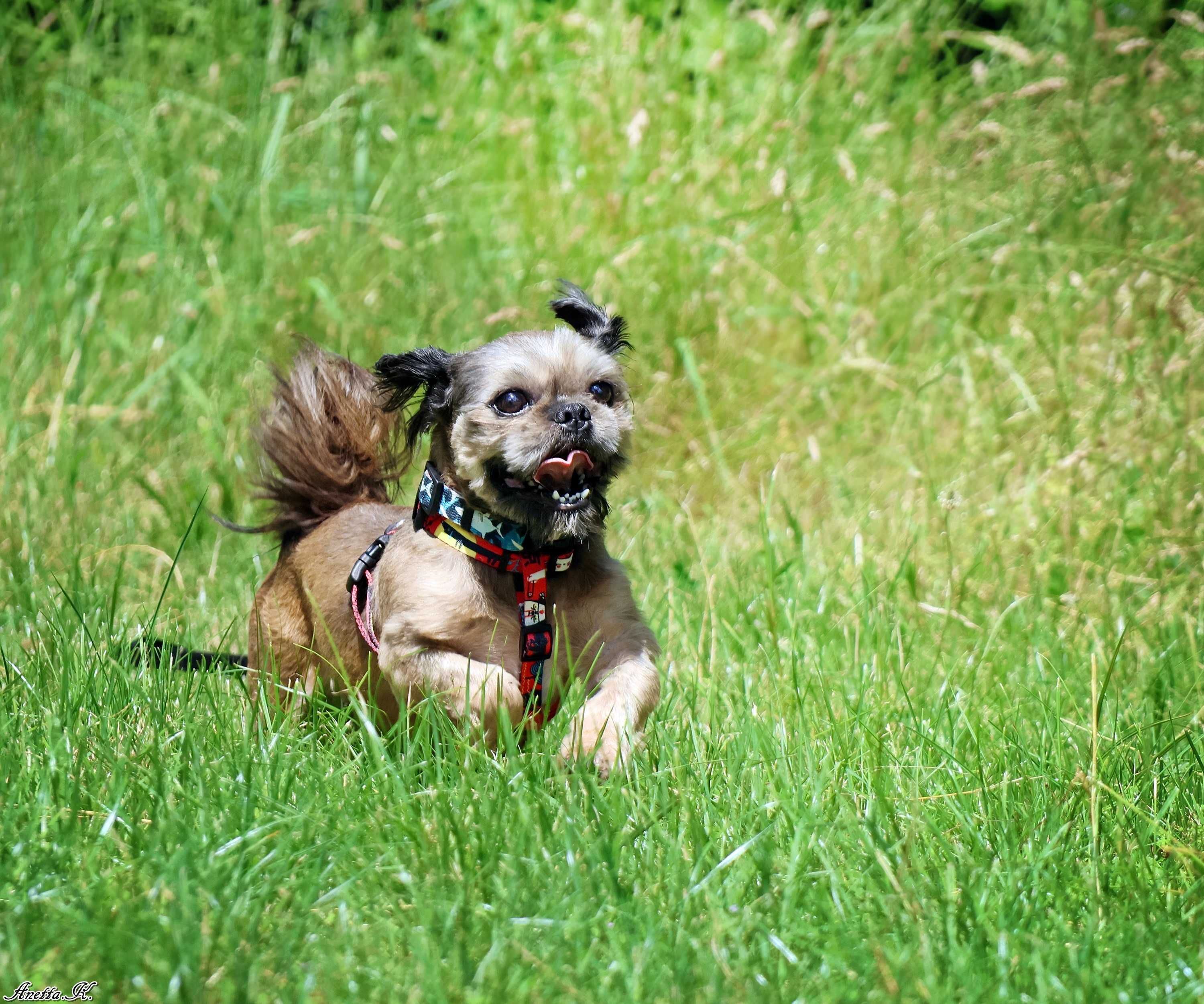 Młody pies shih tzu
