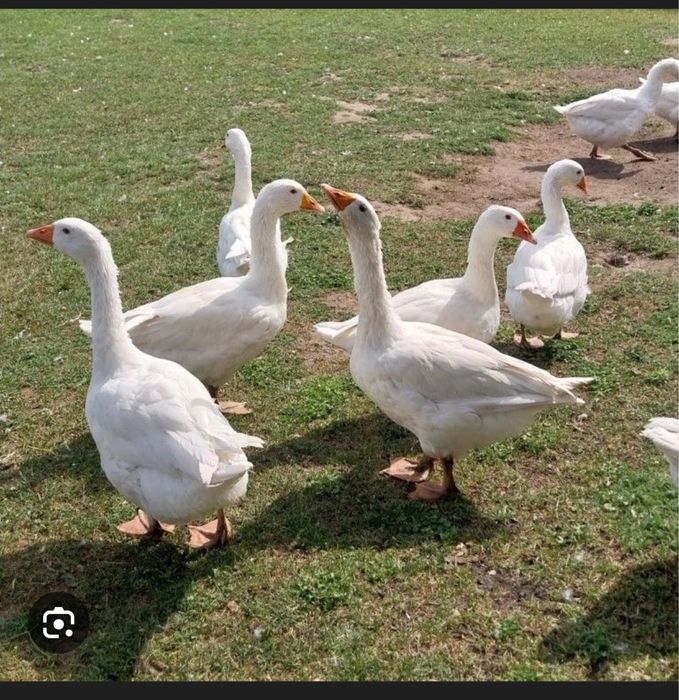 Gesi gęsina na sw Marcina Poznań