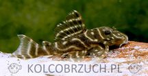 Glonojad L129 - Hypancistrus debilittera - ODŁÓW - WF - dowóz, wysyłka