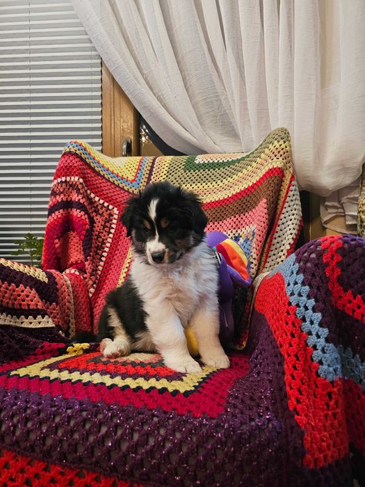 Owczarek Australijski (AUSSIE) - Black tri -  ZKwP - FCI