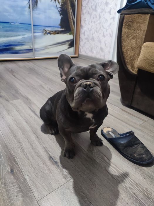 Продам французького бульдога.