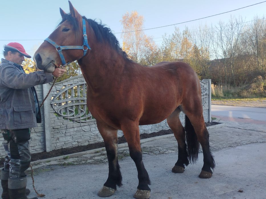 Klacz pkz 2 lata! Księga główna! 165 cm!