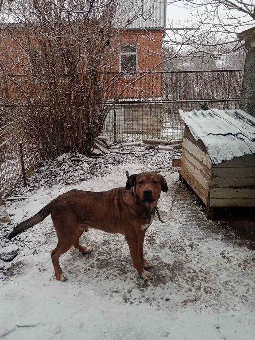 Віддається пес (кабель)