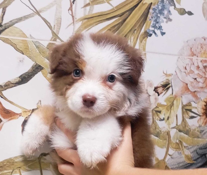 Owczarek australijski piesek red tri, długi ogon gotowy do zmiany domu