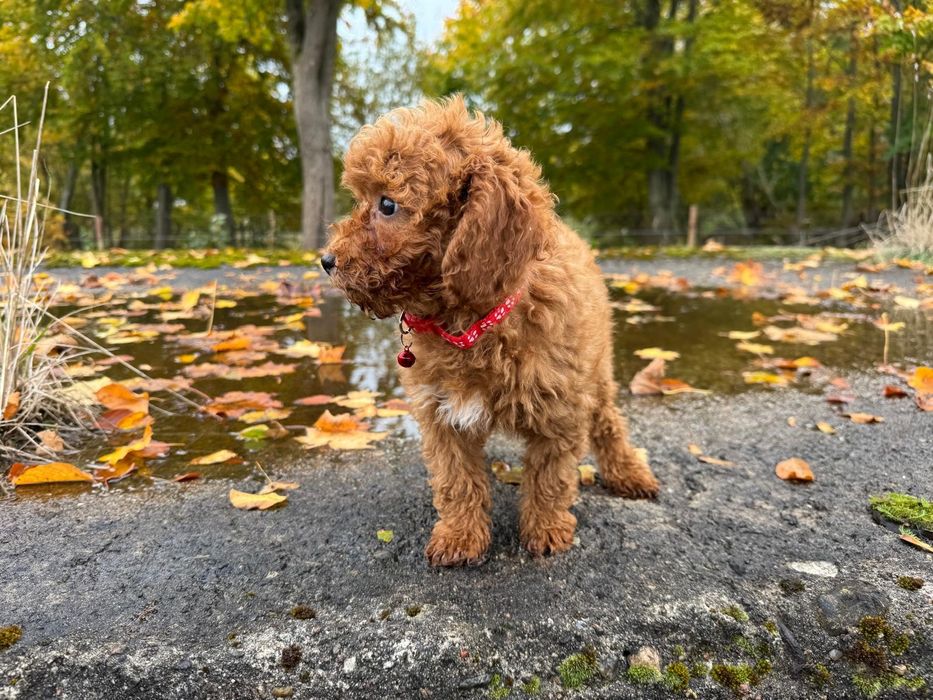 pudel miniaturowy suczka red