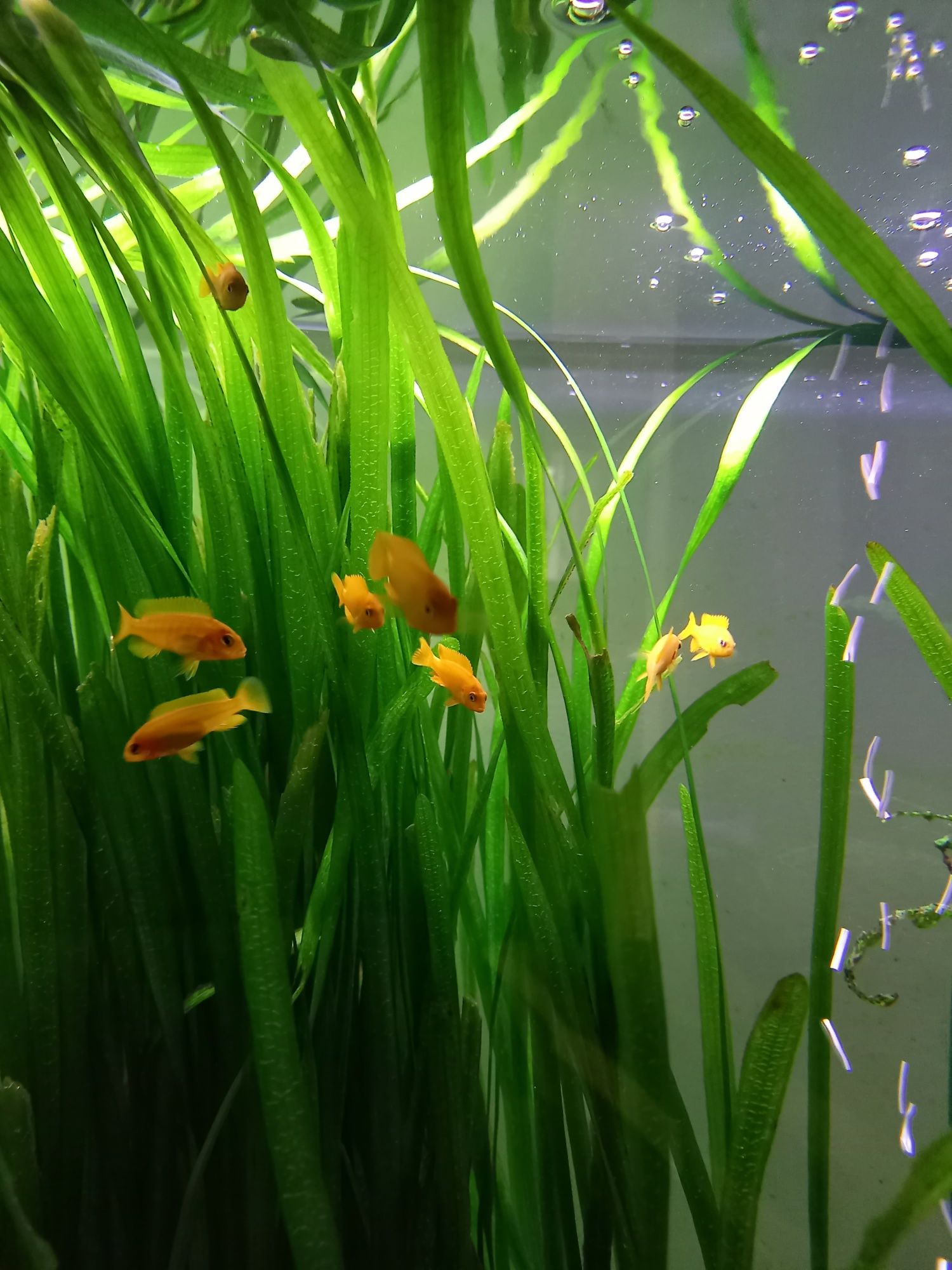 Pyszczaki młode np. saulosi coral, socolofi, mpanga, rdzawy