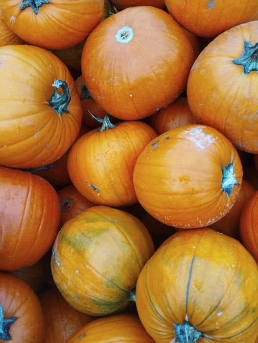 Dynia halloween odsort/nie wybarwiona krzywa 3 t