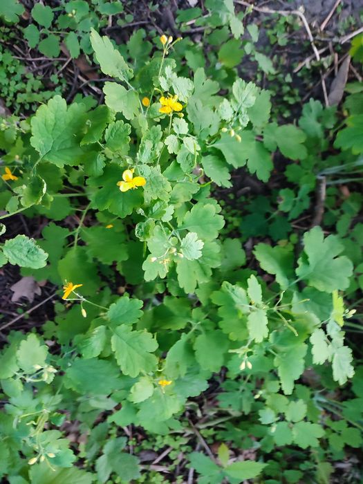 Чистотіл свіжий на зріз, сушений, саджанці, сік