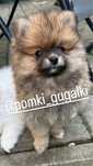 Szpic miniaturowy POMERANIAN piękny miot