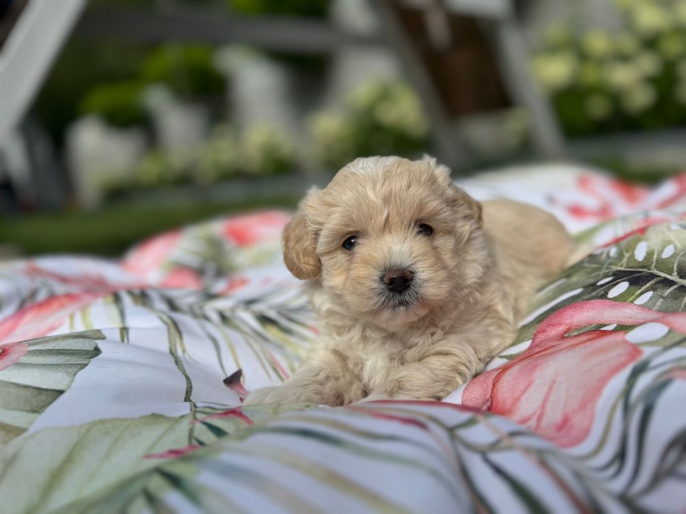 Maltipoo - suczka ;)