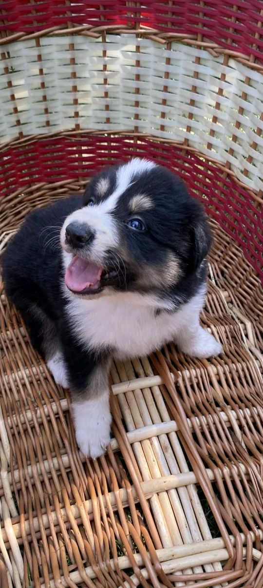 Border collie pies