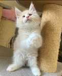 Maine Coon - Cudowny dymny kremusek !Linia shaded !