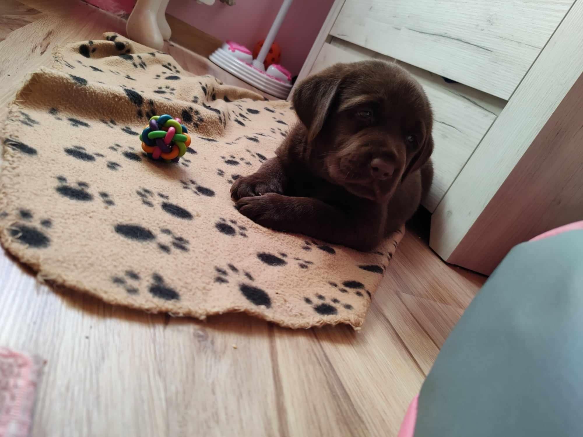 Labrador retriever