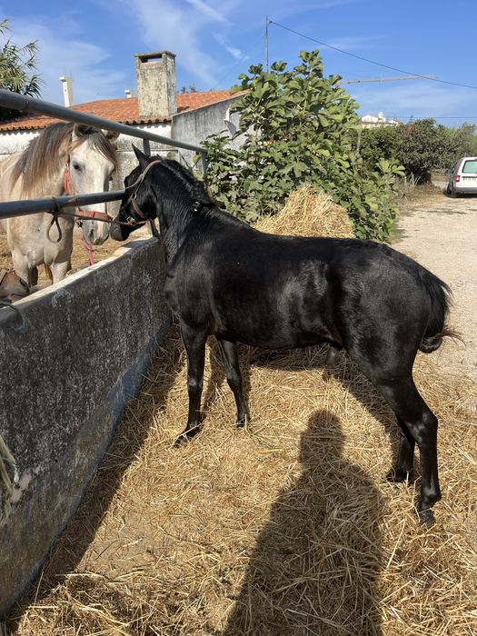 Ponei 1,20m montado engatDo