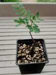 Senna meridionalis