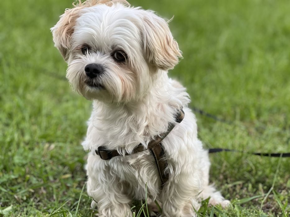 Вязка ищу невесту