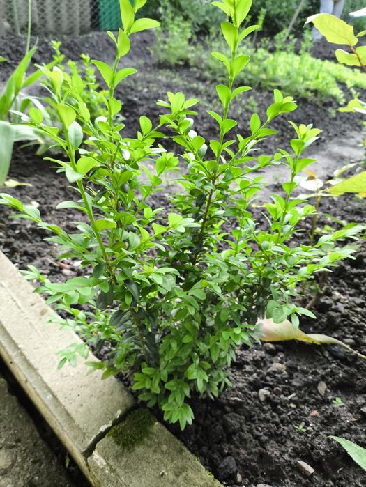 Самшит,      бушпан