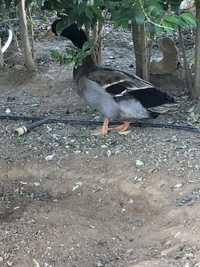 Patos rouen 1 mes