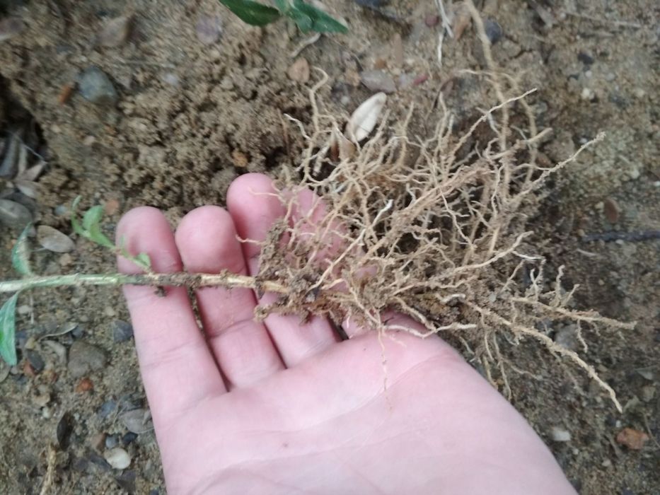 Самшит з гарним кореневищем