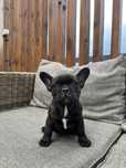 Buldog francuski