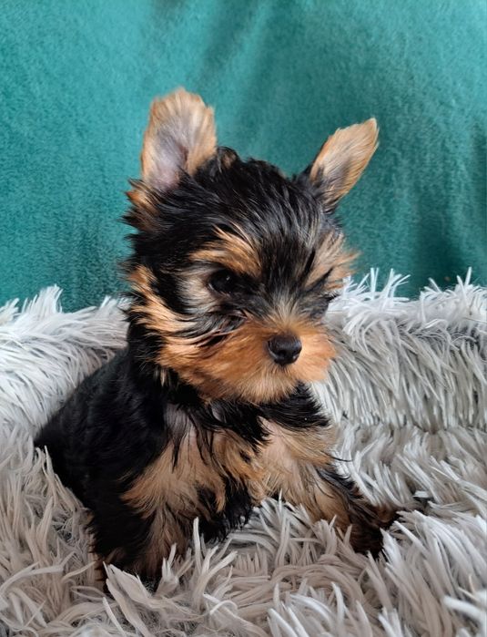 York shire Terrier  mini piesek